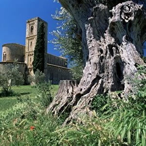 Trunk of ancient olive tree with the abbey of Sant Antimo beyond