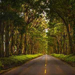 A tunnel of trees stretches to the horizon as light trickles down onto the road below