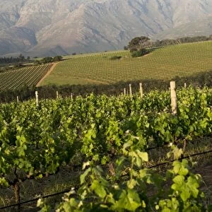 Vineyards near Stellenbosch in the Western Cape, South Africa, Africa