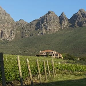 Vineyards near Stellenbosch in the Western Cape, South Africa, Africa
