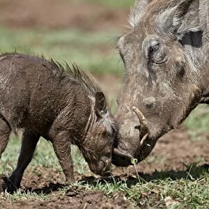 Warthog (Phacochoerus aethiopicus) adult and piglet, Ngorongoro Crater, Tanzania