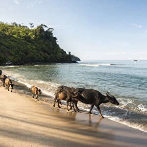 Water Buffalo on the beach at Sungai Pinang, near Padang in West Sumatra, Indonesia