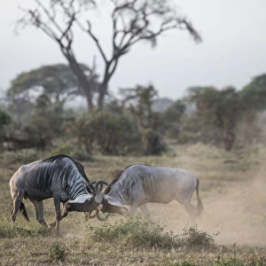 Wildebeests locking horns at Amboseli National Park, Kenya, East Africa, Africa