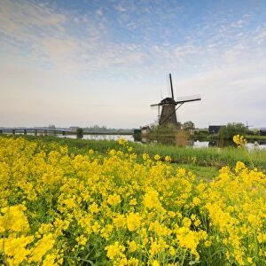 Windmills framed by yellow flowers and typical canal at dawn, Kinderdijk, UNESCO
