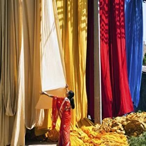 Woman in sari checking the quality of freshly dyed fabric hanging to dry, Sari garment factory, Rajasthan, India, Asia