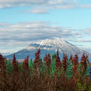 Yotei-zan (Mount Yotei) Volcano of Hokkaido, agricultural scenery in front of the summit, Hokkaido, Japan, Asia