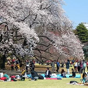 First Japanese Cherry Blossom in Tokyo brings out the crowds, Tokyo, Japan