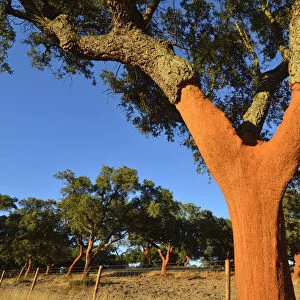 A cork tree with the cork recently cut off