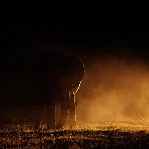 Elephant with dust and spotlight, Ol Pejeta, Kenya