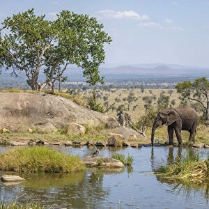 Elephant at a watering hole, Four Seasons Safari Lodge, Serengeti