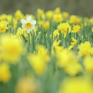 Field of daffodils in a Cornish field, Cornwall, England. Spring (April) 2022