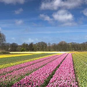 Flowers in fields, Lisse, Netherlands