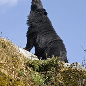 India, West Bengal, Darjeeling, Himalayan black bear