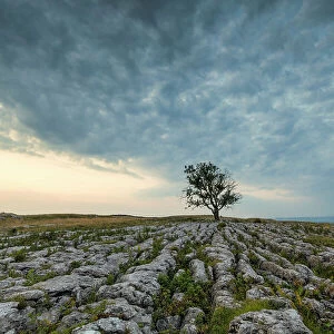 Lone Tree on Limestone Pavement, Malham, Yorkshire Dales, England