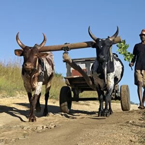 A man drives his draught oxen pulling a cart along a rural road