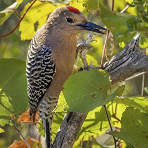 Mexico, Baja California Sur, Flicker, Woodpecker on a branch