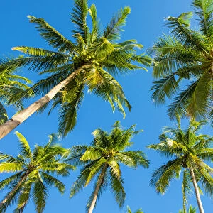 Palm trees and blue sky, Nacpan Beach, El Nido, Palawan, Philippines