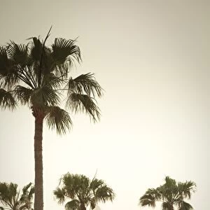 Palm Trees, Fuerteventura, Canary Islands, Spain