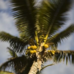 Reunion Island, St-Gilles-Les-Bains, palm tree