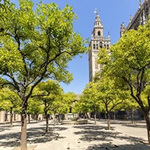 Spain, Andalusia, Seville. Patio de los Naranjos in the cathedral and Giralda tower