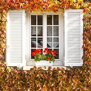 Typical window surrounded by vine in autumn, Champagne Ardenne, France