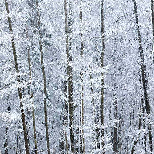 Winter forest in the Rheingau-Taunus Nature Park near Engenhahn, Niedernhausen, Hesse, Germany