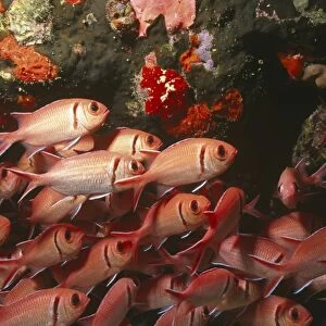 Blackbar soldier fish (Mynpristis jacobus), large school of fish, British Virgin Islands, Caribbean