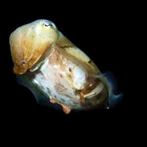 Broadband cuttlefish, Sepia latimanus, in sandy bottom, Gato Island, Cebu, Philippines
