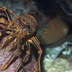 Brown spiny lobster, Panulirus echinatus, St. Peter and St. Pauls rocks, Brazil, Atlantic Ocean
