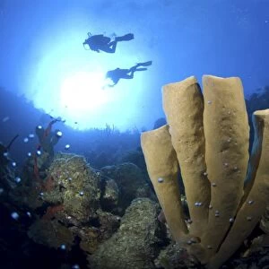 Brown Tube Sponge (Agelas conifera) stand of four tubes against blue water and two scuba divers, Little Cayman Island, Cayman Island, Caribbean