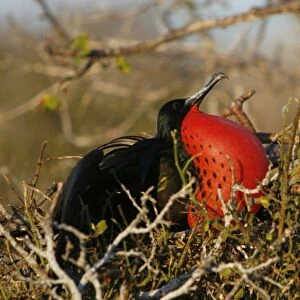Male great frigate bird (Fregata minor) showing expanded gular pouch near nesting and breeding site on North Seymour Island in the Galapagos Island Group, Ecuador, Pacific Ocean