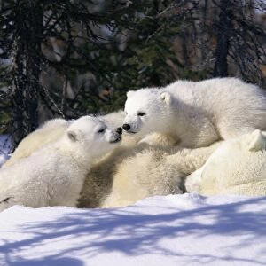 Mother Polar Bear (Ursus maritimus) with 3 month old cubs near Wapusk Park, northern Manitoba, Canada