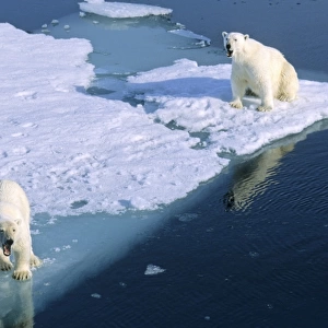 Two Polar Bears (Ursus maritimus) looking with a curious and friendly gesture from a melting ice floe. Northwest of Nordaustlandet, Svalbard Archipelago, High Norwegian