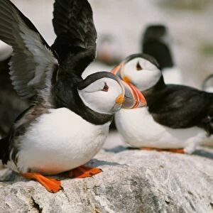 Puffins on the Farne Islands Northumberland UK. These comical seabirds are reducing in numbers as global warming is causing Sand Eels the food they feed to their youngsters to become much