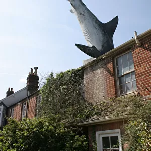 Bill Heines Shark in the roof of a terraced house in Headington