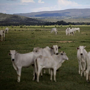Cattle graze near Chapada dos Veadeiros National Park in Alto Paraiso