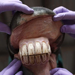 Dentists present the teeth of a horse after they were polished in Bogota