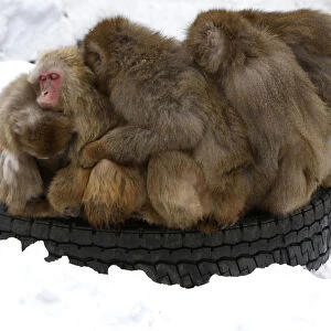 Japanese macaques gather on a tyre at Sapporo Maruyama Zoo in Sapporo