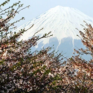 Japans famous Mount Fuji is seen behind cherry blossoms in Fuji, central Japan April 7, 2003