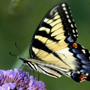 A swallowtail butterfly collects pollen from a butterfly bush in Delaware