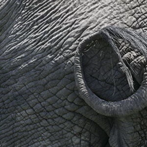 The tail of an elephant is seen as it walks in Amboseli National Park, southeast of