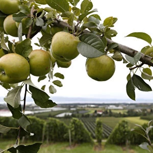 A tree laden with apples stands in an orchard in Kressbronn near Lindau at lake Bodensee