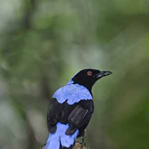 Asian Fairy-bluebird, Irena puella male Singapore