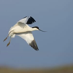 Avocet Recurvirostra avosetta Norfolk spring