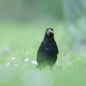 Blackbird Turdus merula male hunting for earthworms on garden lawn Norfolk April