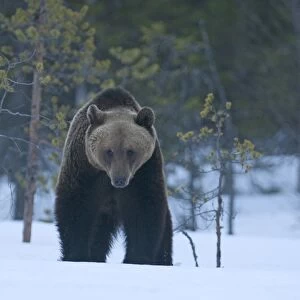 Brown Bear Ursos arctos walking through spring snow Martinselkonen Finland April