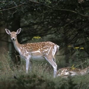 Fallow deer Cervus dama does Kent summer UK