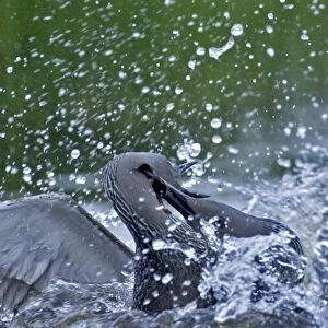 Red-throated Diver, Gavia stellata, adults in fight
