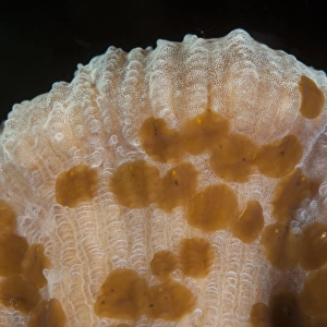 Acoel Flatworm (Waminoa sp. ) adults, group on coral, Lembeh Straits, Sulawesi, Sunda Islands, Indonesia, September