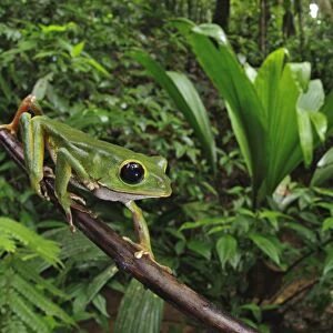 Black-eyed Monkey Treefrog (Phyllomedusa camba) adult male, climbing along branch in forest habitat